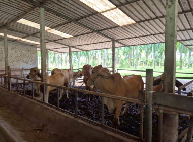 ประชุมผู้ตรวจราชการกระทรวงเกษตรและสหกรณ์ พารามิเตอร์รูปภาพ 13